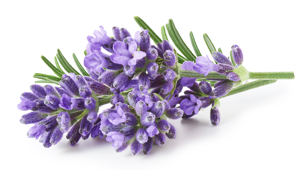 lavanda_pianta